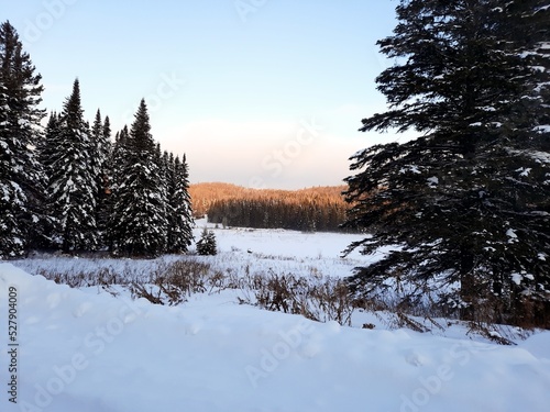 winter landscape with trees