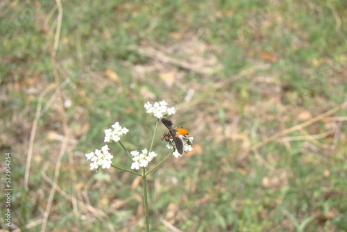fly on white flowers
