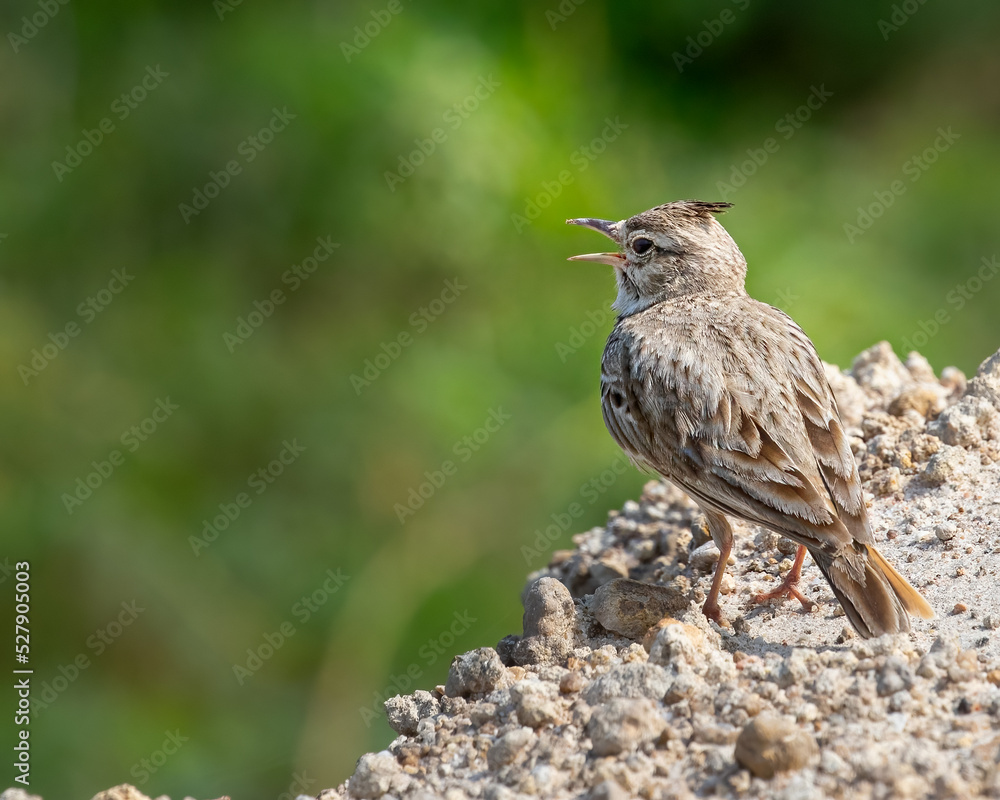 Crested lark singing while sitting Crested lark singing while sitting