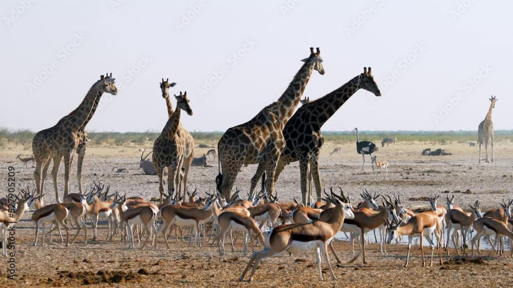 A herd of giraffes and other animals gather around a waterhole in Etosha National Park, Namibia, Africa.