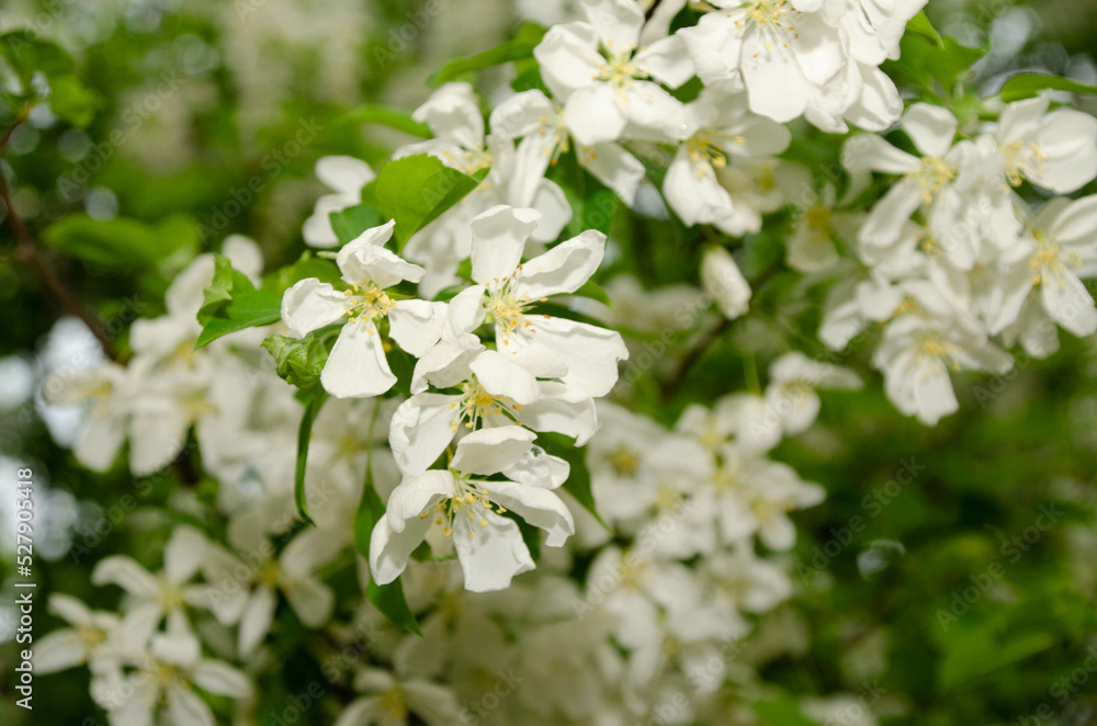 white flowers of a tree white flowers of a tree