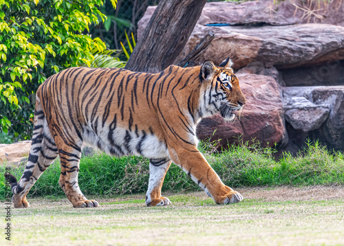 A bengal tiger strolling on ground