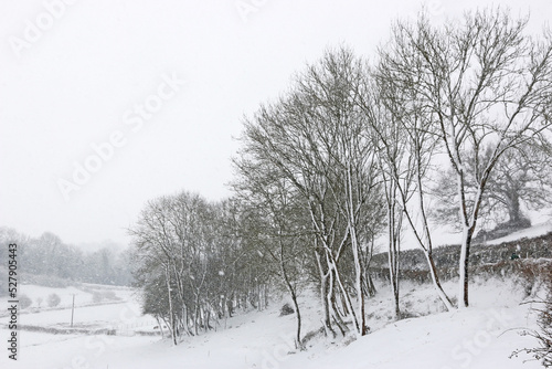 Trees in the winter with snow 