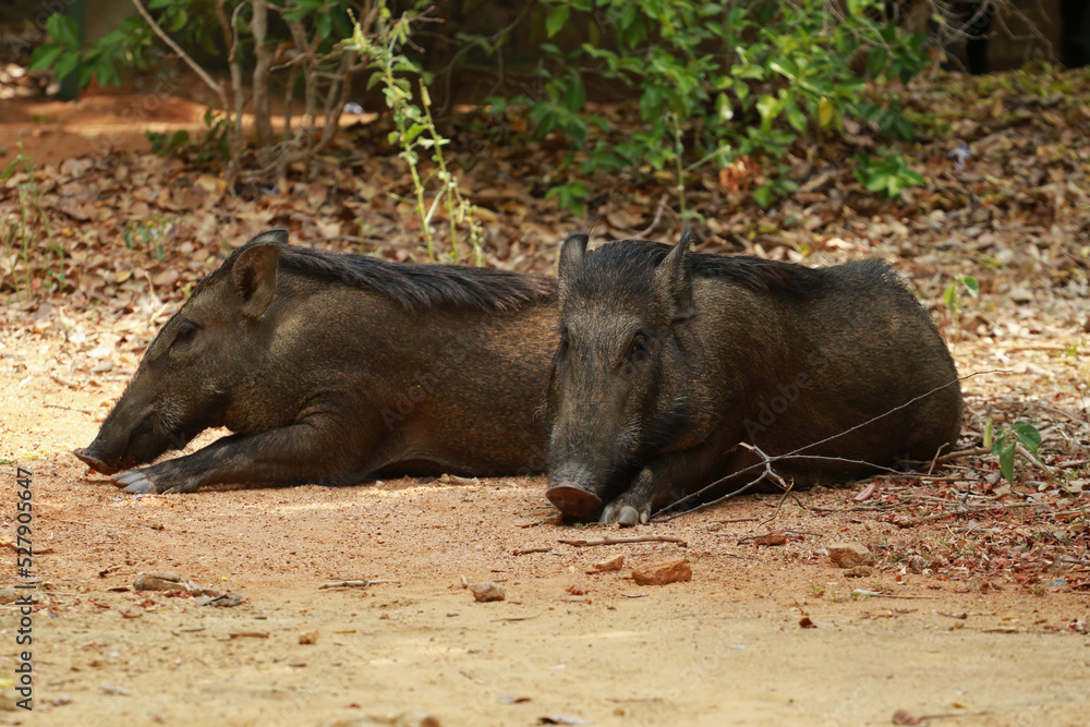 Indian boar in Yala National Park, Sri Lanka Indian boar in Yala National Park, Sri Lanka