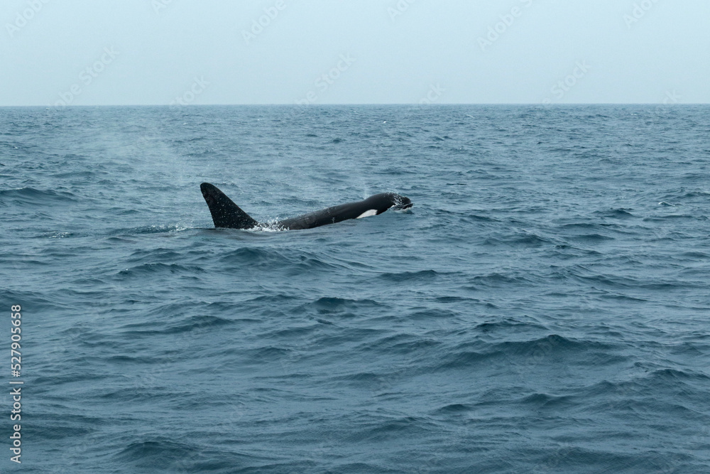 Fototapeta premium Orca - Killer Whale in Indian Ocean near Sri Lanka 