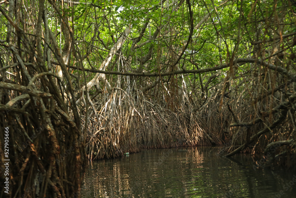 Mangrove trees in the water, Madu River, Sri Lanka