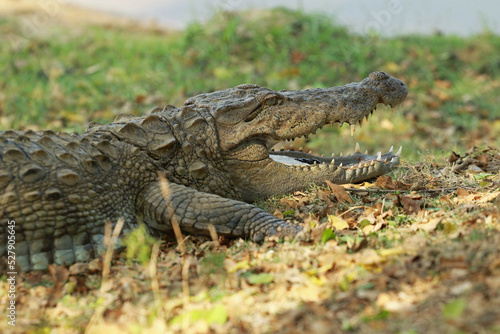 Mugger crocodile in Yala National Park  Sri Lanka