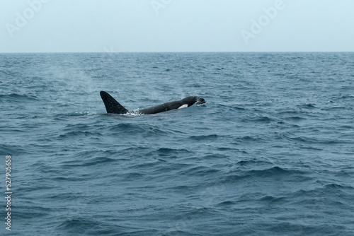 Orca - Killer Whale in Indian Ocean near Sri Lanka 