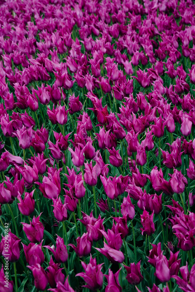Naklejka premium Purple Tulips