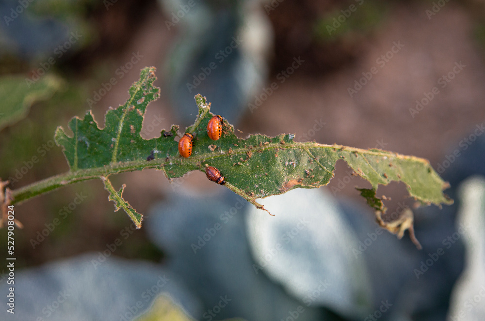 aubergine plant, harmful to eggplant, harmful to potato, potato beetle