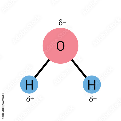 the polar covalent bonds of water molecules (H2O)