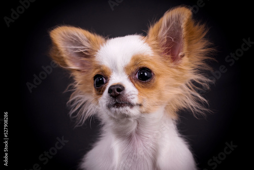 portrait of the Chihuahua Puppy Dog © angloma
