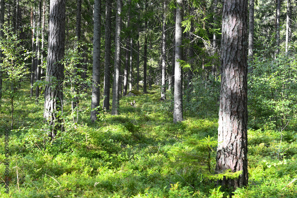 Blueberry plants and trees Blueberry plants and trees
