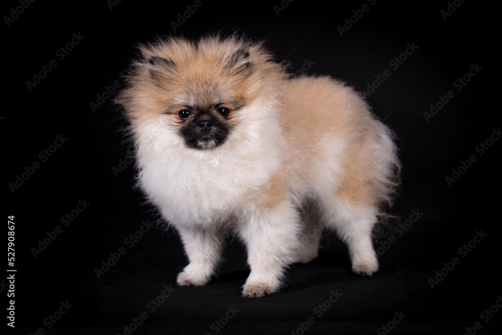 portrait of the Pomeranian Dog  - Pom