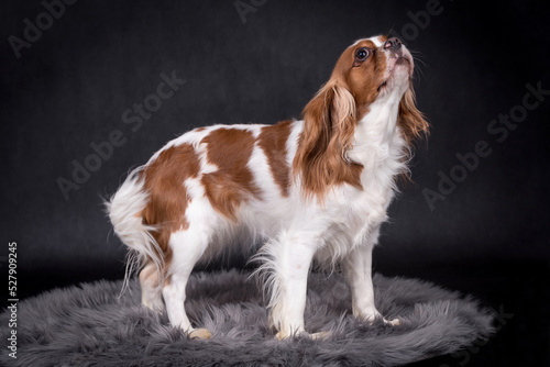 Fotomurale Portrait of the Cavalier king charles spaniel Dog