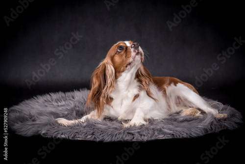 Canvas Print Portrait of the Cavalier king charles spaniel Dog