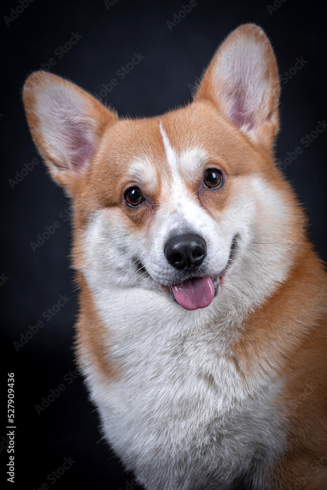 portrait of the Welsh Corgi Pembroke Dog