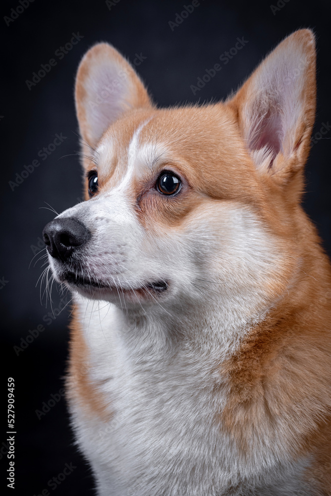 portrait of the Welsh Corgi Pembroke Dog