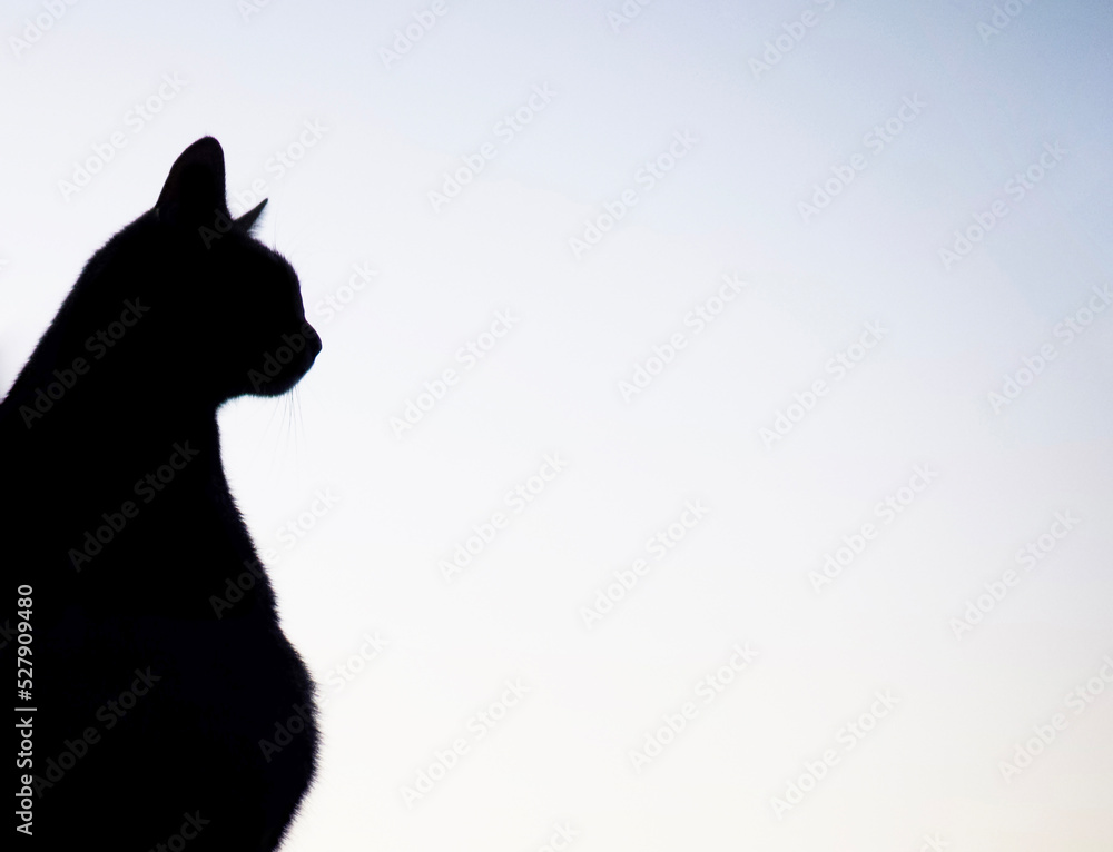 silhouette of black cat on white background