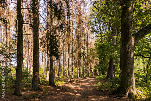 A forest path with damaged sick trees in the hot summer sun