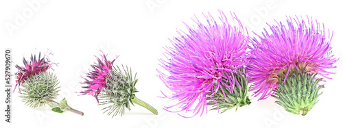 Flowers of Milk Thistle and burdock flowers isolated on a white background © domnitsky