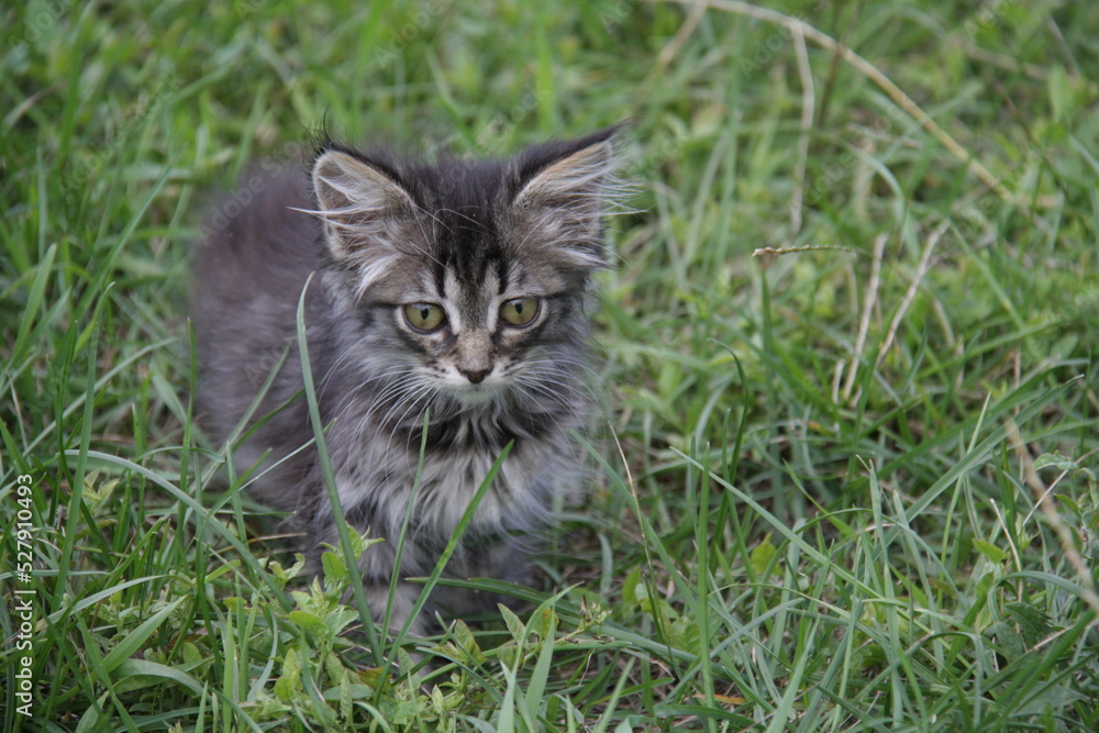 a kitten on the grass