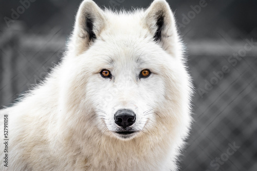 White arctic wolf looking. Portrait of Polar wolf with beautiful fur © seakitten