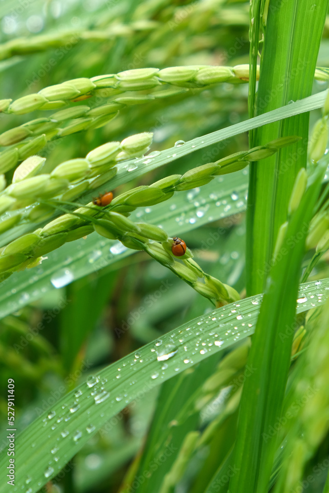 Obraz premium The insect attacks during the spikelet stage of the rice crop.