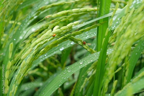 The insect attacks during the spikelet stage of the rice crop.