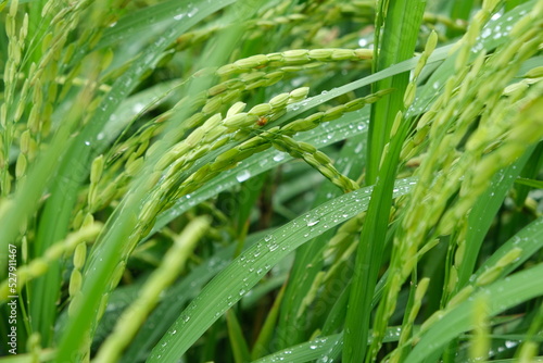 Принти на полотні The insect attacks during the spikelet stage of the rice crop.