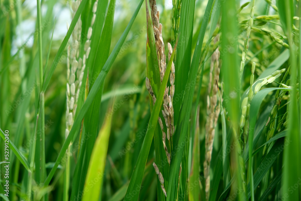 A Rice blast is a fungus that feeds on the rice plant. A Rice blast is a fungus that feeds on the rice plant.