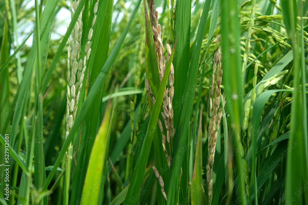 A Rice blast is a fungus that feeds on the rice plant. A Rice blast is a fungus that feeds on the rice plant.