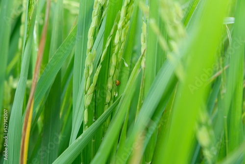 The insect attacks during the spikelet stage of the rice crop.
