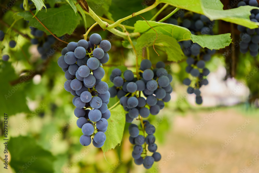 Two bunches of blue grapes on vine at garden.