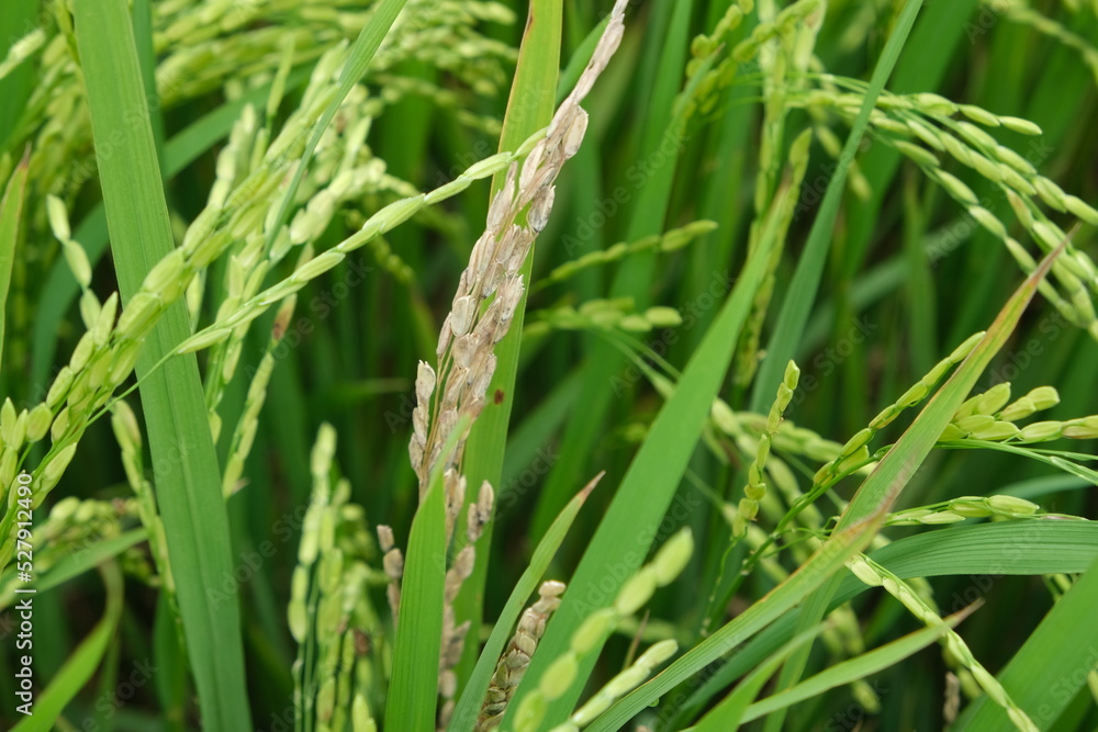 A Rice blast is a fungus that feeds on the rice plant. A Rice blast is a fungus that feeds on the rice plant.
