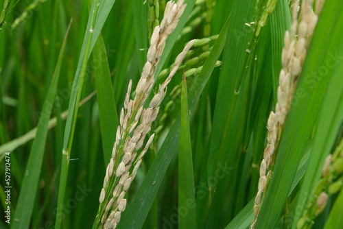 Fototapeta Naklejka Na Ścianę i Meble -  A Rice blast is a fungus that feeds on the rice plant.