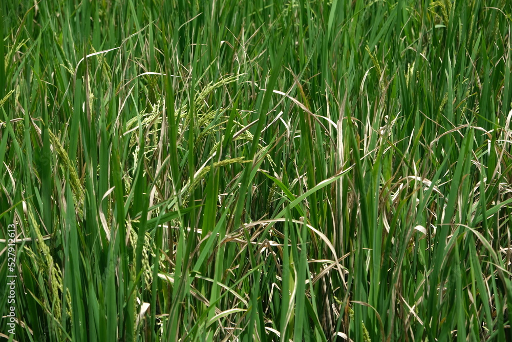 Sheath blight. Rice field diseases. Sheath blight. Rice field diseases.