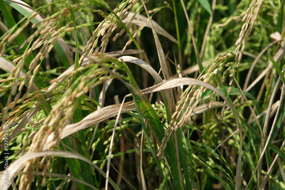 Sheath blight. Rice field diseases.
Sheath blight. Rice field diseases.