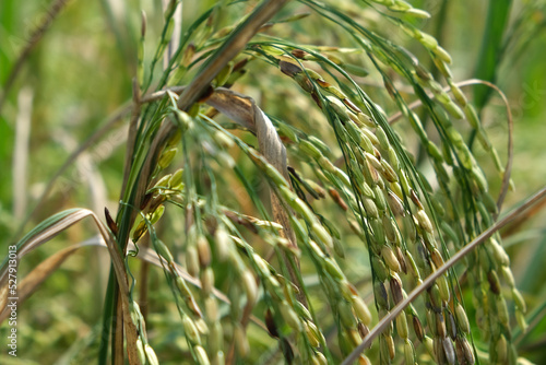 Sheath blight. Rice field diseases. 