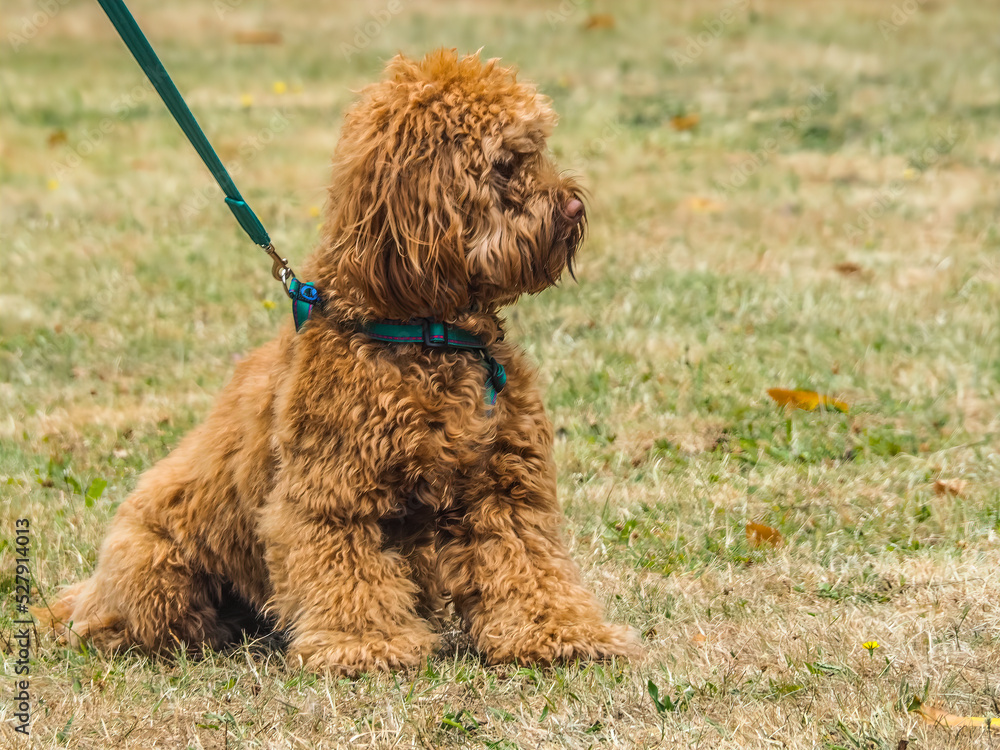 Cockerpoo in a sit position in grass field with copy space Cockerpoo in a sit position in grass field with copy space