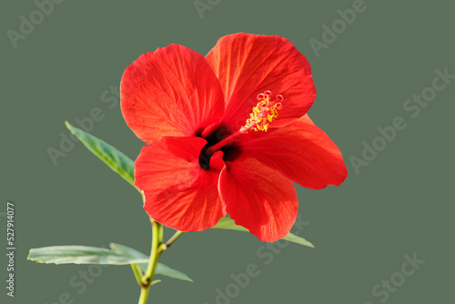 Hibiscus rosa-sinensis, known colloquially as Chinese hibiscus, China rose, Hawaiian hibiscus, rose mallow and shoeblack plant, is a species of tropical hibiscus, a flowering plant in the Hibisceae. photo