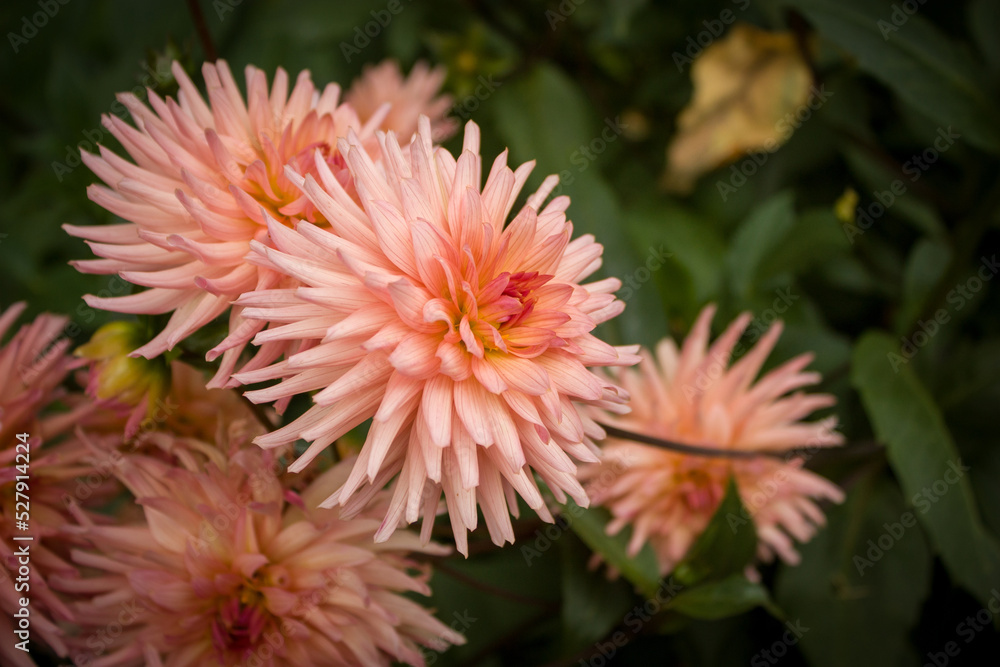 Unusually beautiful pink with an orange tinge of dahlias. Unusually beautiful pink with an orange tinge of dahlias.