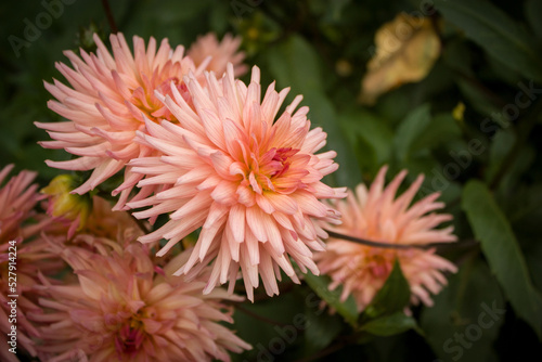 Slika na platnu Unusually beautiful pink with an orange tinge of dahlias.