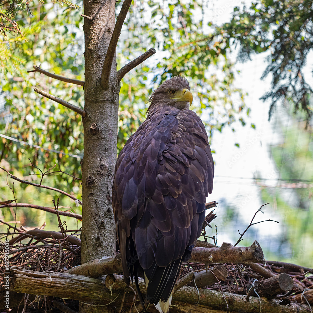A bird of prey sits on a branch during the day. Close-up A bird of prey sits on a branch during the day. Close-up
