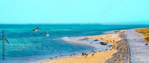 A beach with seagulls in Jizan, Saudi Arabia. photo