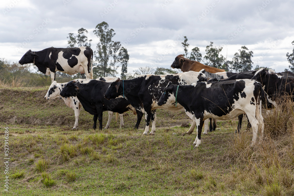 Nelore. Cows in a field, grazing. Green grass. Selective focus.