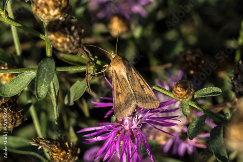 large skipper (Ochlodes sylvanus) photo