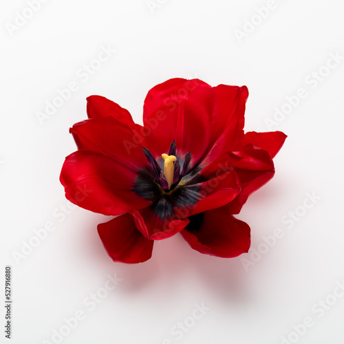 Red tulip flower head isolated on white background.