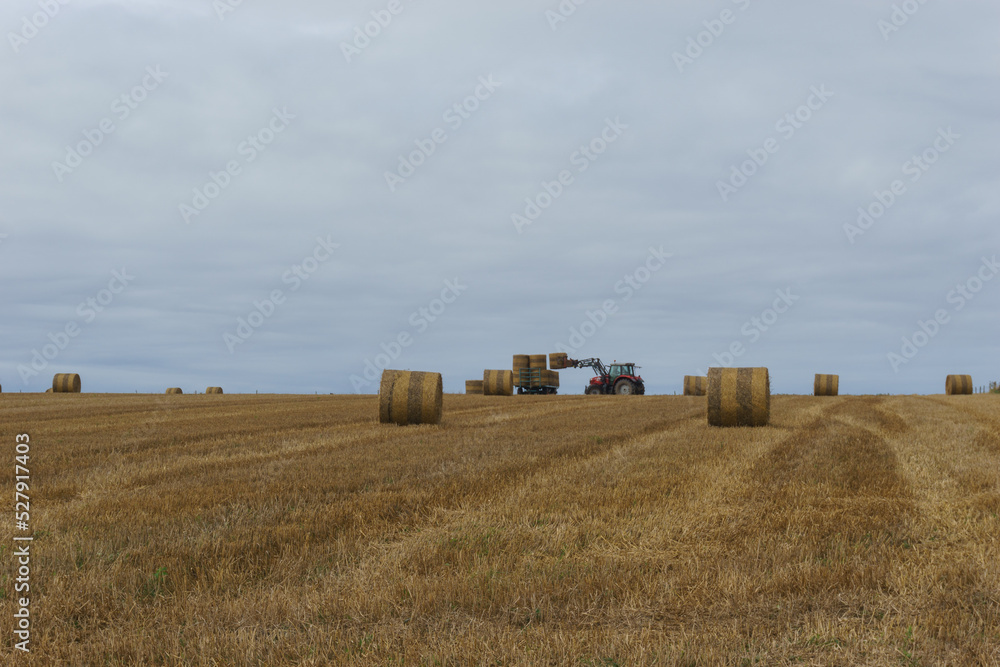 tractor collects dry grass in straw bales in summer wheat field, Normandy, France