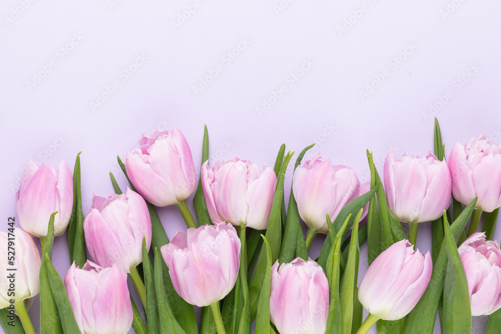 Lilac tulip flower on purple background. Lilac tulip flower on purple background.